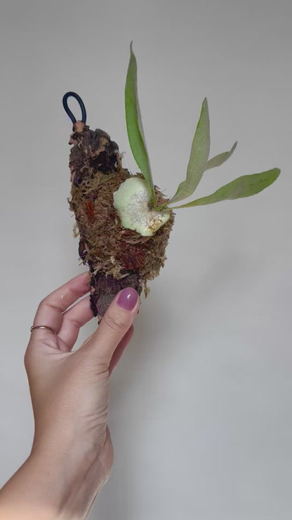 Platycerium Veitchii Staghorn Fern Mounted on Cork Live Plant