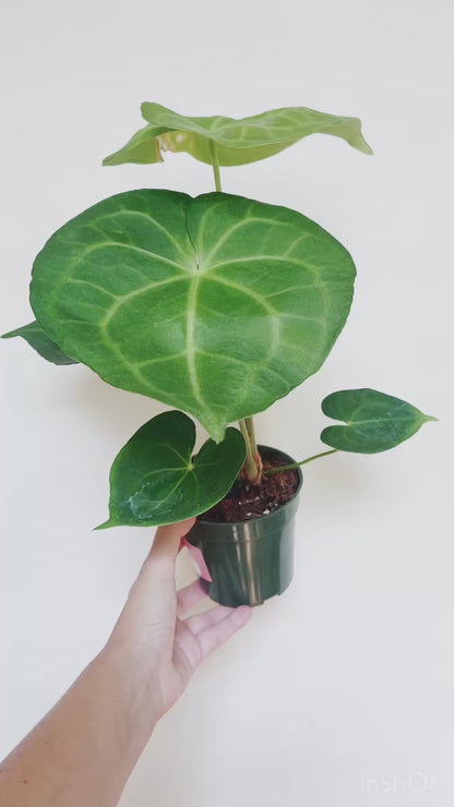 Anthurium Pterodactyl x Clarinervium 4” Pot