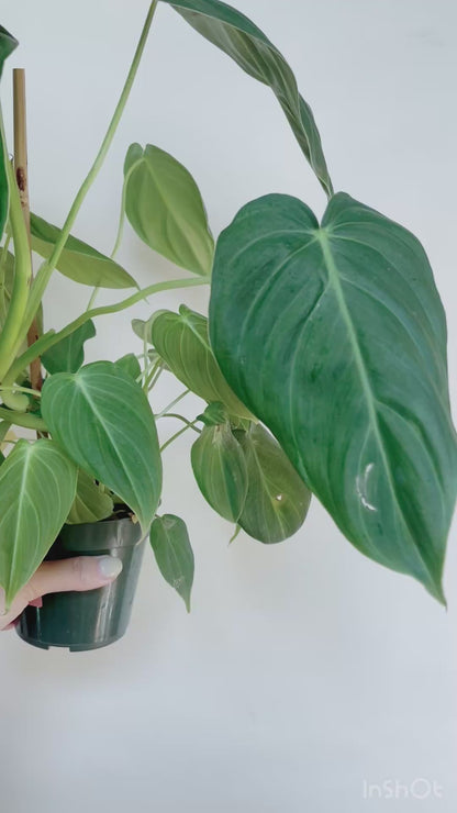 Philodendron Glorious 4" Pot