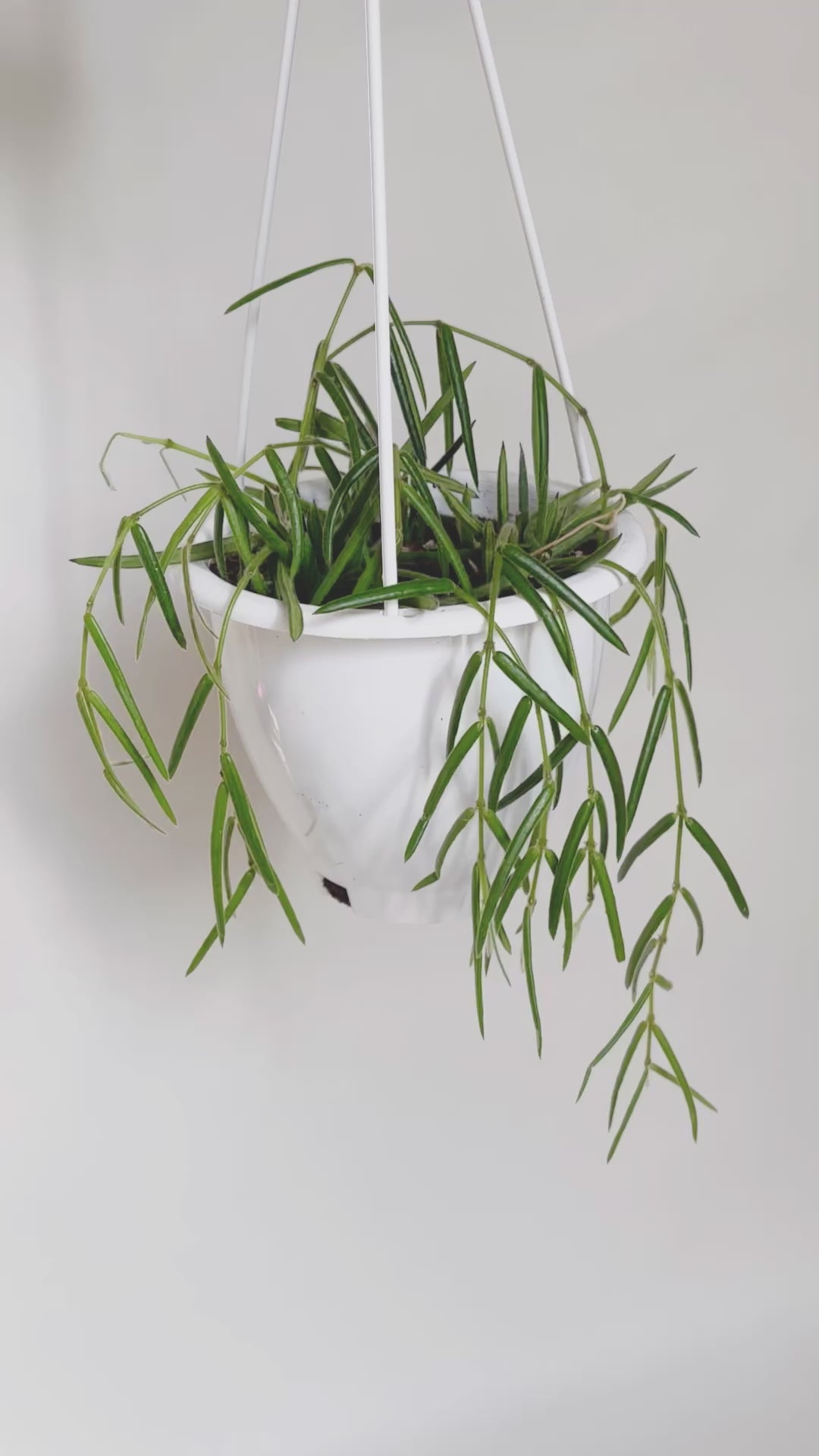 Hoya store Linearis in 8” hanhing basket