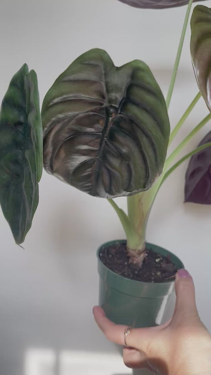 Alocasia Cuprea Red Secret 4” Pot