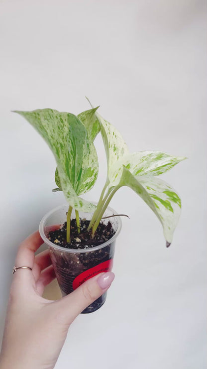 Snow Queen Pothos Live Rare Starter Plant