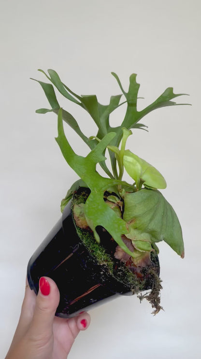 Platycerium Ridleyi Staghorn Fern 4" Pot