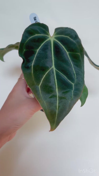 Anthurium Besseae Aff. 4” Pot