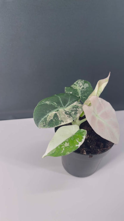 Alocasia Black Velvet Variegated Pink 3” Pot