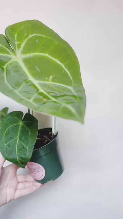 Anthurium Forgetii x Mag Silver 4" Pot