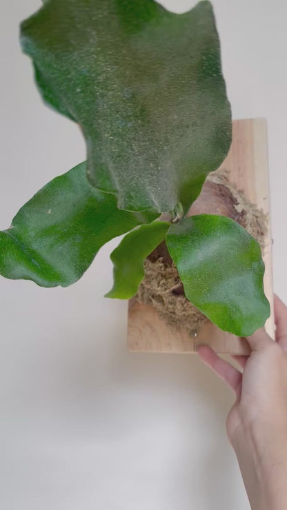Staghorn Fern Plant Mounted on Cedar Board