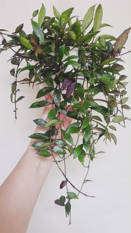Hoya Lacunosa Royal Flush 5" Hanging Basket