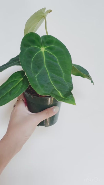 Anthurium Papillilaminum x Carlablackiae 4” Pot