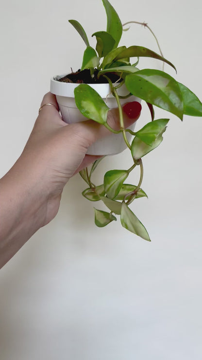 Hoya Walliniana Variegated 3" Basket