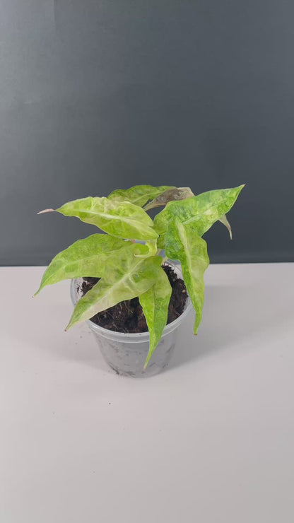 Alocasia Polly Variegated 4” Pot