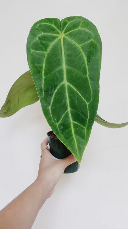 Anthurium AOS x Magnificum Silver 4” Pot