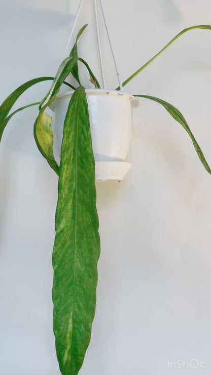 Anthurium Vittariifolium Variegated 4.5" Hanging Pot