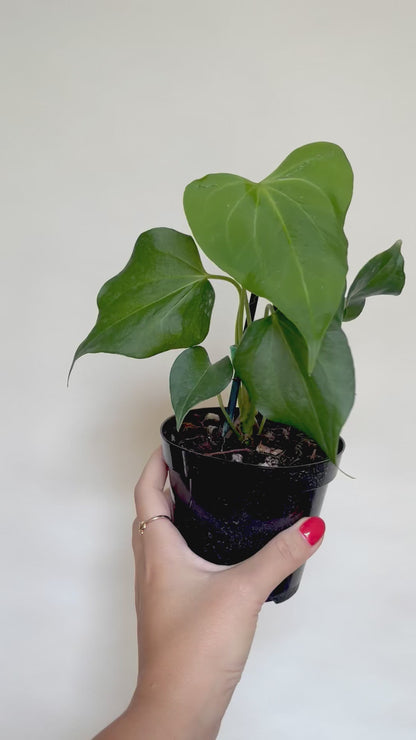 Anthurium Delta Force 4” Pot