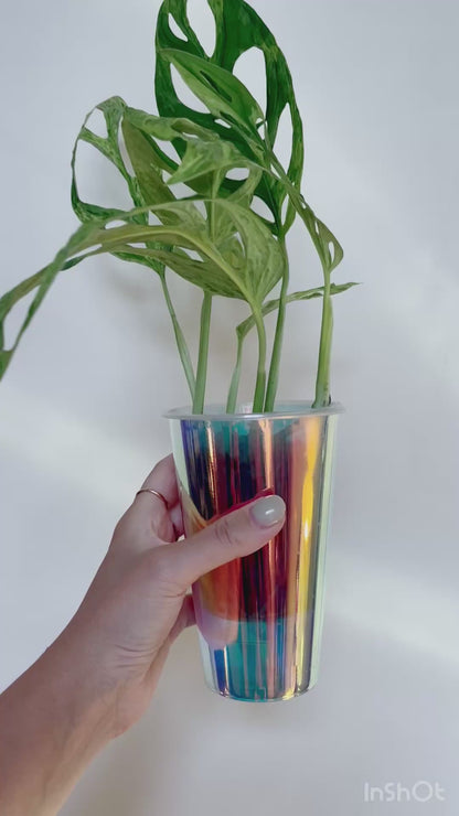 Monstera Adansonii Mint 3” Self Watering Pot