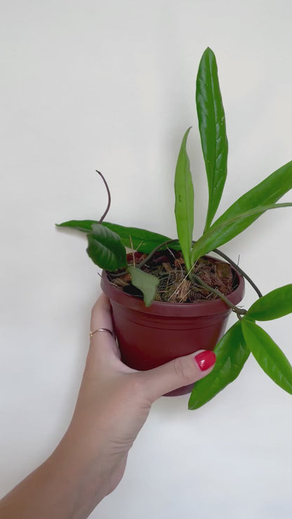 Hoya Sulawesiana 4" Basket