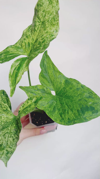 Syngonium Mojito Variegated 3” Live Plant