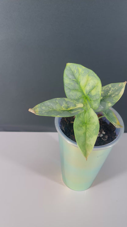 Alocasia Silver Dragon Variegated 3” Pot