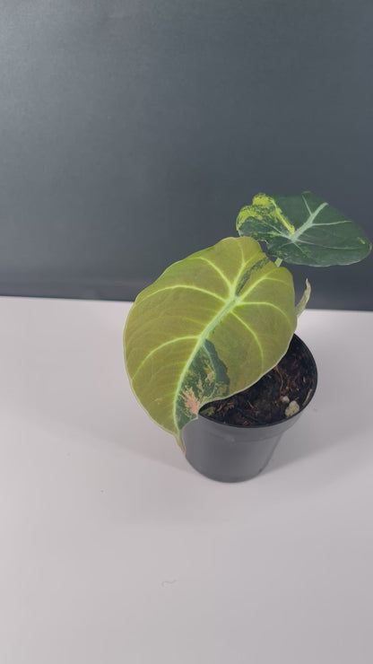 Alocasia Black Velvet Variegated Aurea 3” Pot