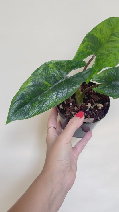 Alocasia Scalprum Variegated 4" Pot