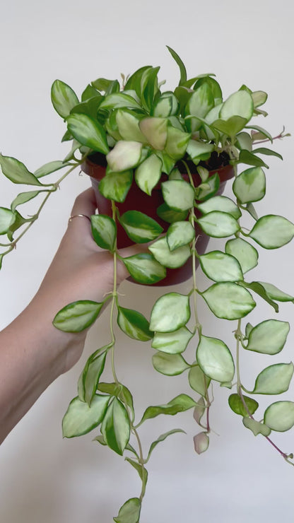 Hoya Heuschkeliana Variegated 4” Pot Live Plant
